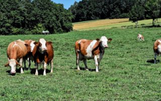 Bovinos: Normas de bem-estar-animal