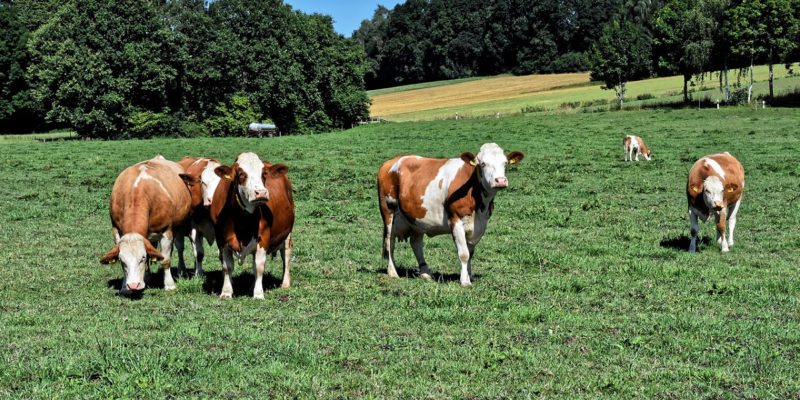Bovinos: Normas de bem-estar-animal