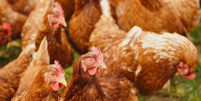 Galinhas Cage Free