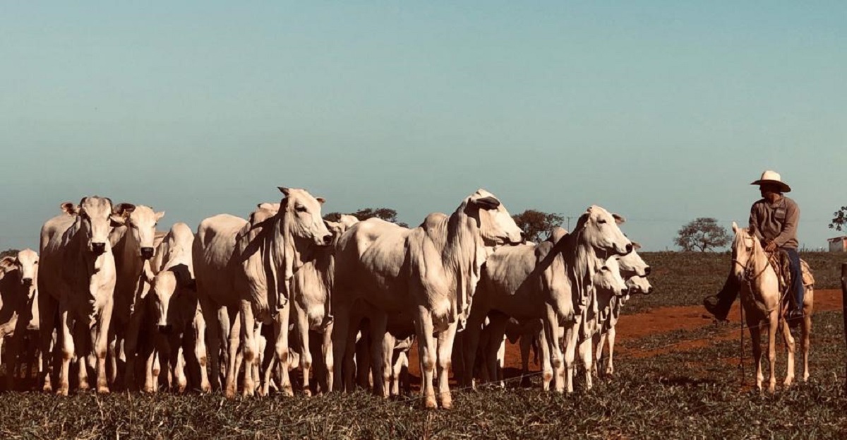 Gado De Corte Rizoma A Primeira Fazenda Brasileira A Obter O Selo Gado De Corte Rizoma A Primeira Fazenda Brasileira A Obter O Selo