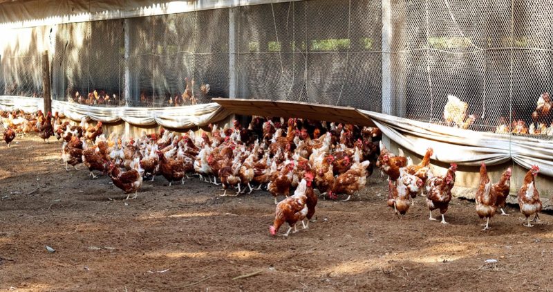 GRanja Ares do Campo, certificada Certified Humane