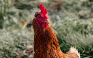 Curso de bem-estar animal de galinhas poedeiras