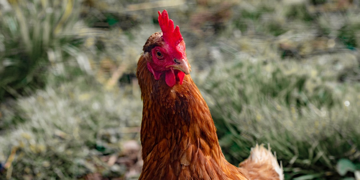 Curso de bem-estar animal de galinhas poedeiras