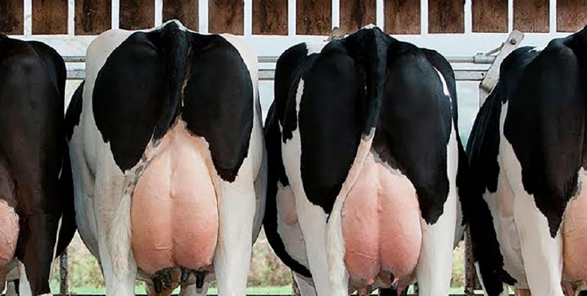 Escore da condição corporal em bovinos