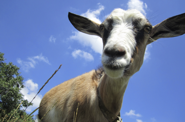 Normas de bem-estar animal para cabras e ovelhas