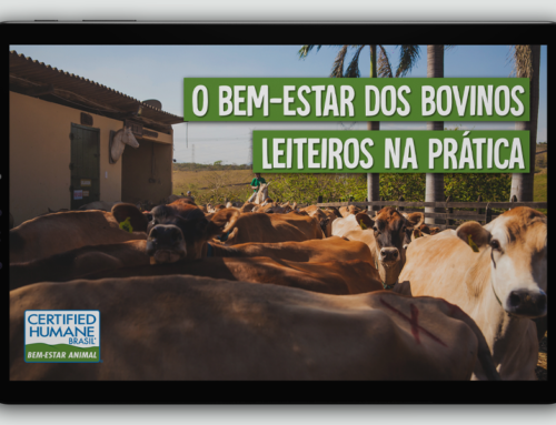 E-book: o bem-estar dos bovinos leiteiros na prática
