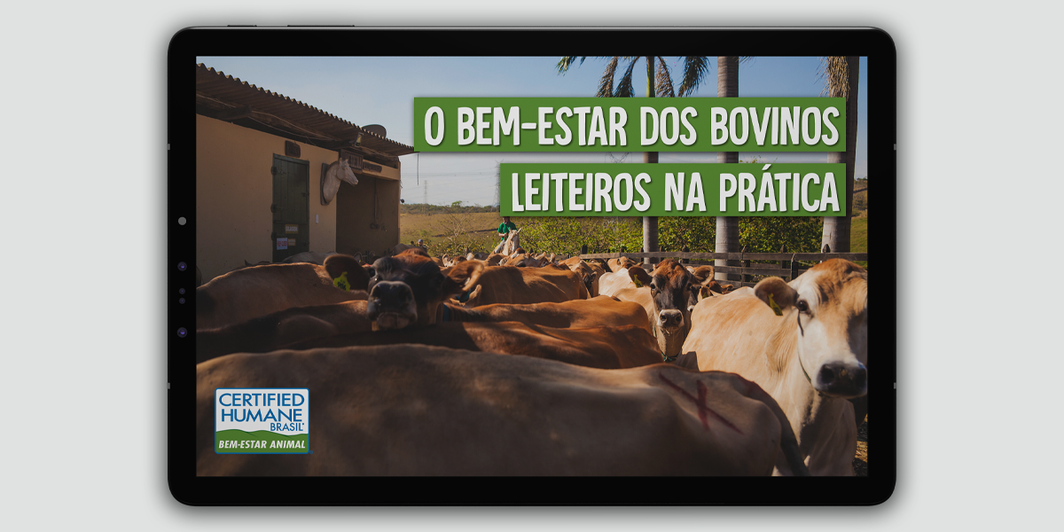 Ebook o bem-estar dos bovinos leiteiros na prática