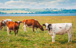 Espécies forrageiras podem ser solução para melhorar dieta dos bovinos no inverno