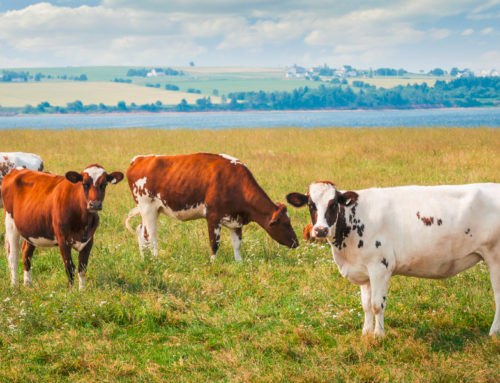 Espécies forrageiras podem ser solução para melhorar dieta dos bovinos no inverno