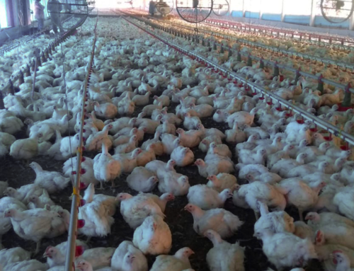Produção de frangos com bem-estar animal custa apenas 13% mais