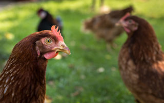 Pesquisa mostra melhores resultados em galinhas poedeiras criadas livres de gaiolas
