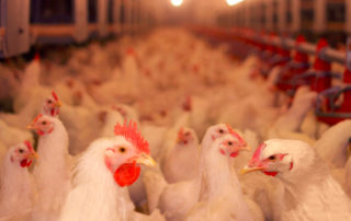 Transporte legal de aves MAPA realiza curso de bem-estar animal gratuito