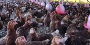 Granja Mantiqueira certificada com selo para galinhas livres vai construir novas granjas cage-free