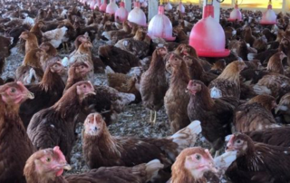 Granja Mantiqueira certificada com selo para galinhas livres vai construir novas granjas cage-free