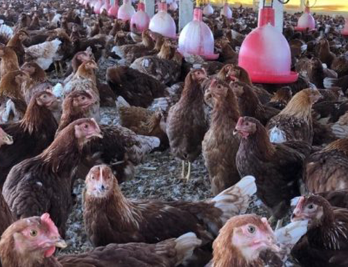 Granja Mantiqueira: certificada com selo para galinhas livres vai construir novas granjas cage-free