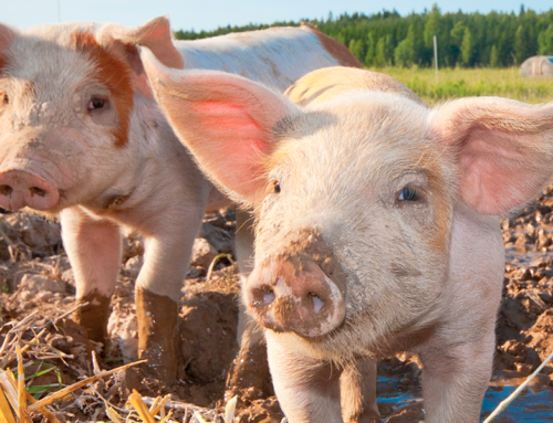 Instrução Normativa estabelece boas práticas de manejo nas granjas de suínos