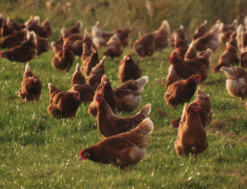 Covid-19 e animais: cuidados para evitar a contaminação em fazendas