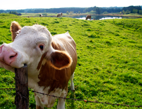 Bem-estar dos bovinos leiteiros: importância da nutrição adequada