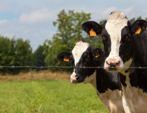 Criação de bovinos leiteiros: conheça dicas práticas para nutrição e alojamento
