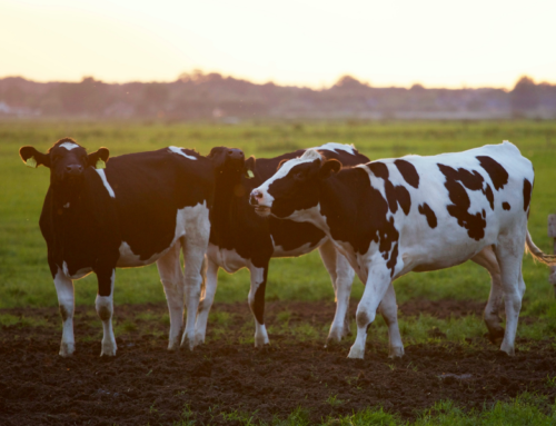 Você sabe como melhorar a qualidade da água para o gado?