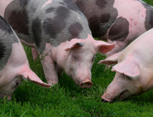 Bem-estar animal: dicas de alojamento e ambiência para a criação dos suínos