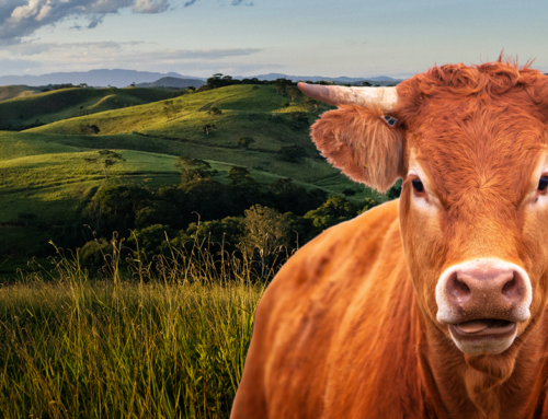 Transporte de bovinos: como realizar o manejo correto?