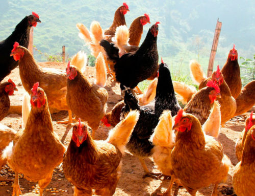 Manejo de galinhas poedeiras: conheça as melhores práticas e recomendações