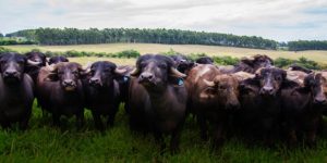 búfalos de leite e corte