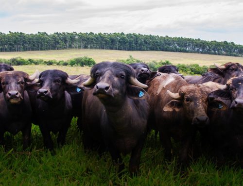 Certified Humane lança certificação de bem-estar animal para búfalos de leite e corte