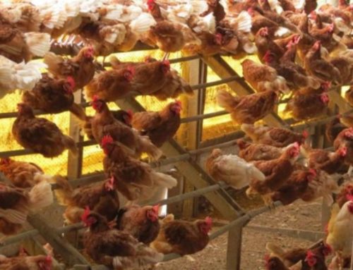 Galinhas livres X Galinhas em gaiola: é FALSA a afirmação que galinhas livres produzem menos