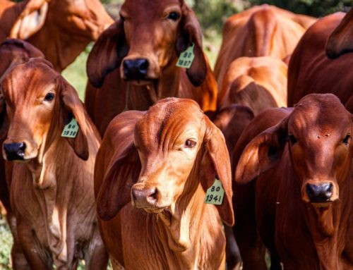 5 regras de bem-estar para o transporte de bovinos