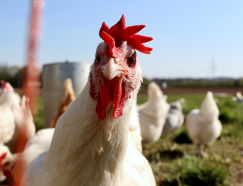 Saiba quais instalações favorecem o bem-estar de frangos de corte