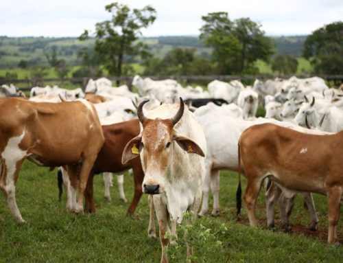 Bem-estar na produção de leite: provendo sanidade e nutrição de qualidade aos bovinos