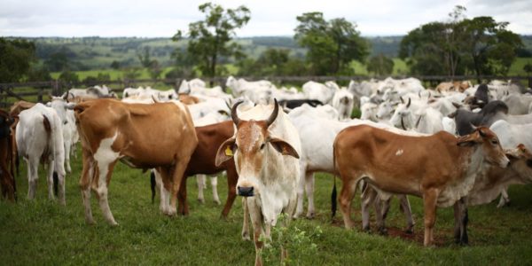 Bem-estar Na Produção De Leite: Sanidade E Nutrição Aos Bovinos