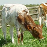 foto gado no pasto