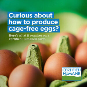 cage free hens