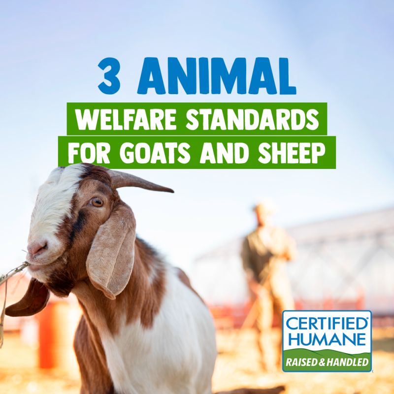 welfare standards for goats and sheep