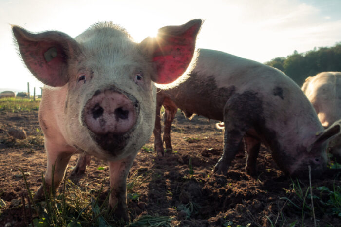 Legislação De Bem-estar Animal: O Que Você Precisa Saber Sobre A ...