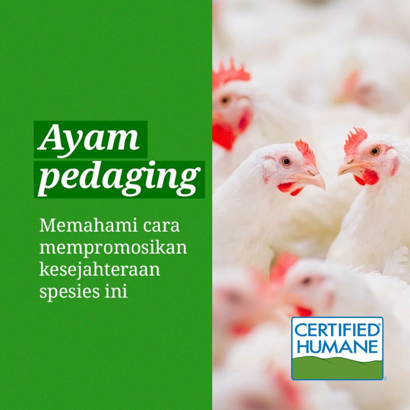 Ayam pedaging