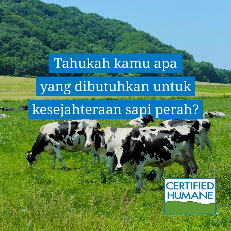 Sapi perah