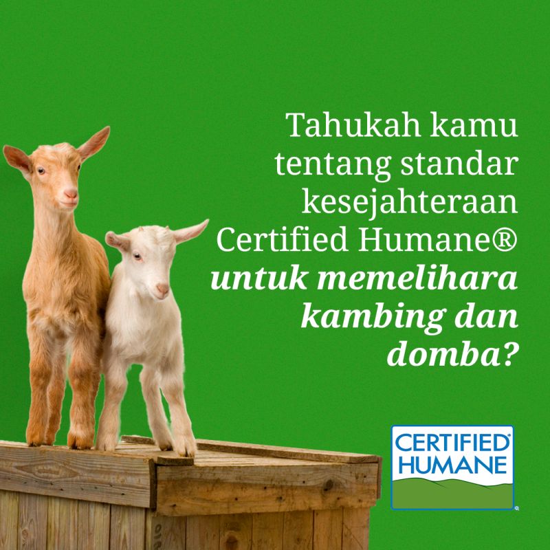 kambing dan domba