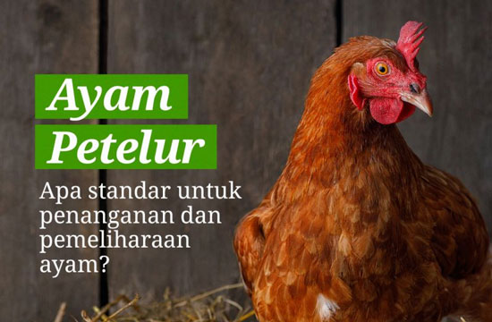 ayam petelur