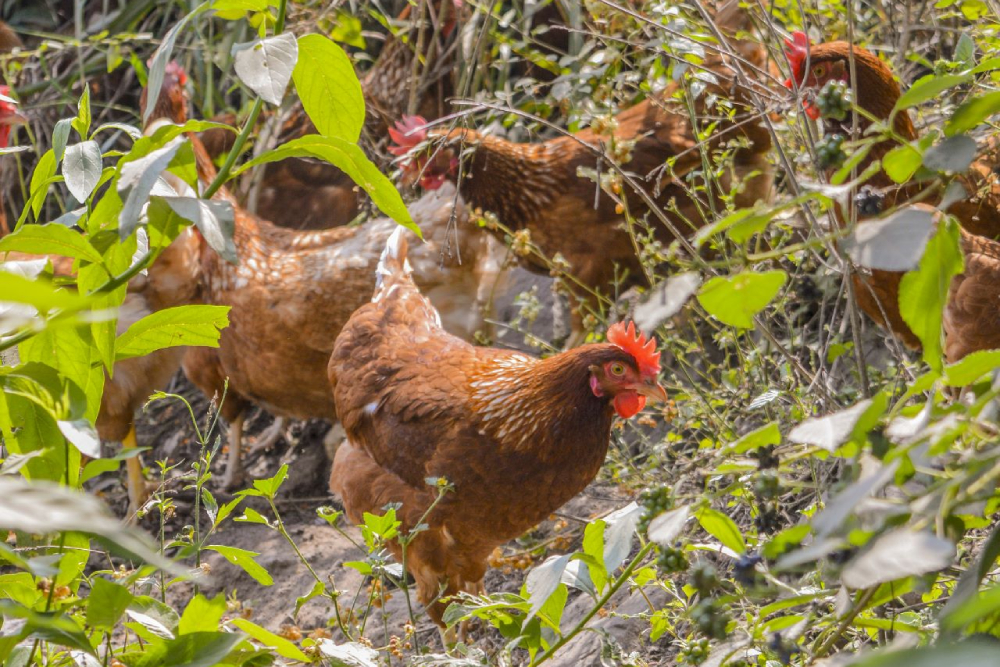 Galinhas de penas marrons caminham entre vegetação verde em ambiente aberto e ensolarado.