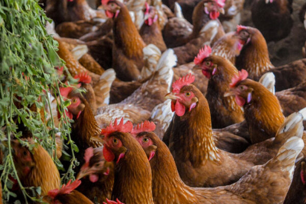 Grupo de galinhas marrons aglomeradas em ambiente fechado, próximas a galhos verdes.