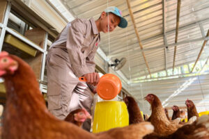Sorrindo, o agricultor despeja água em um recipiente amarelo enquanto as galinhas observam atentamente.