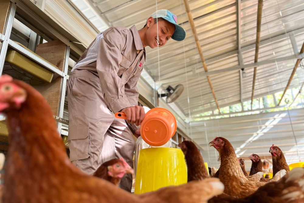 Sorrindo, o agricultor despeja água em um recipiente amarelo enquanto as galinhas observam atentamente.