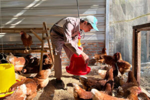 O agricultor reabastece um comedouro vermelho enquanto as galinhas se reúnem dentro de um aviário iluminado pelo sol.