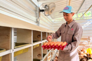 Um jovem agricultor de macacão coleta ovos de um galinheiro, colocando-os em uma bandeja vermelha.