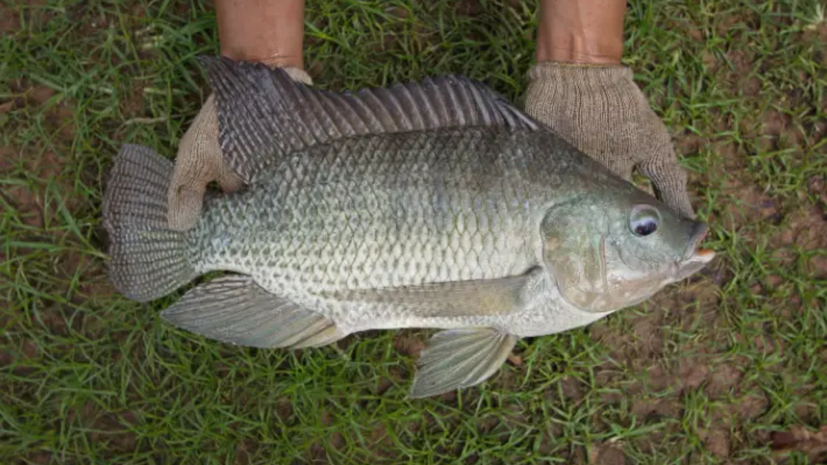 Tilápia